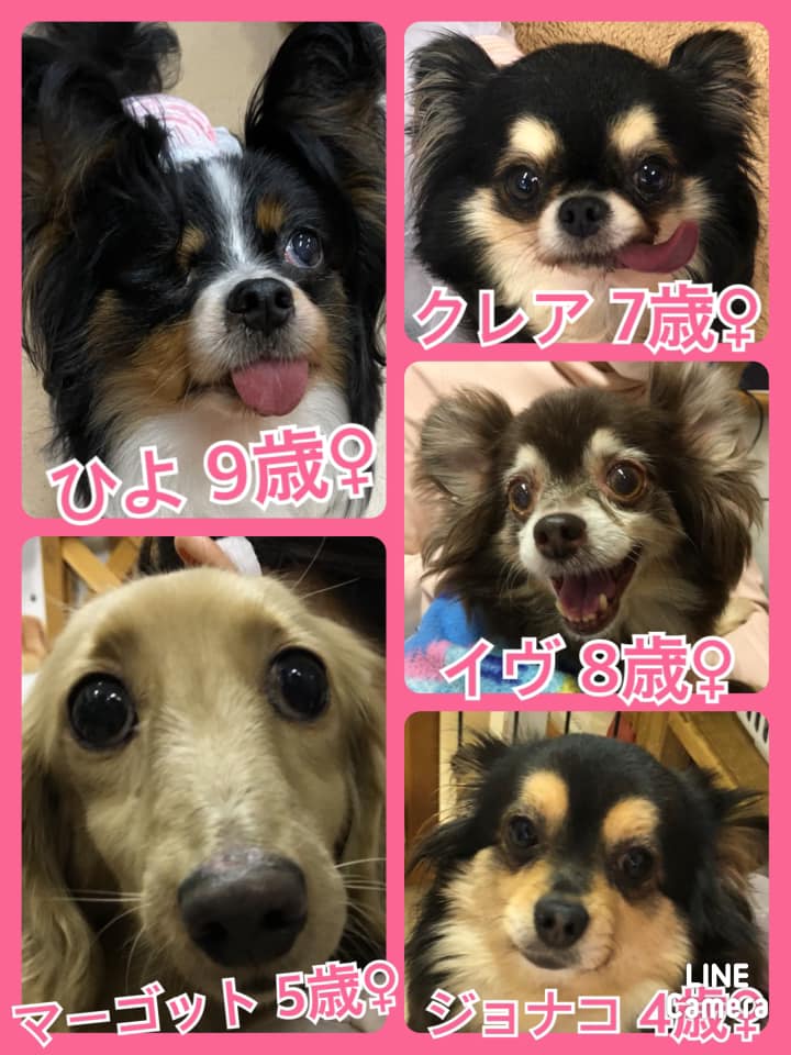 🐾今日の里親様募集中ワンコ🐶メンバーです🐾2021,4,10